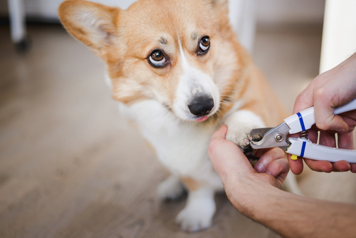 Regular Nail Trims For Pets: Importance And How To Do It
